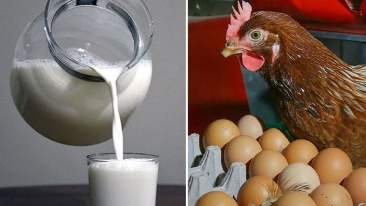 TÜİK açıkladı; yumurta ve inek sütü üretim miktarı arttı