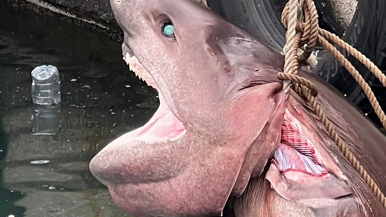 Mersin'de ölü "altı solungaçlı köpek balığı" kıyıya vurdu