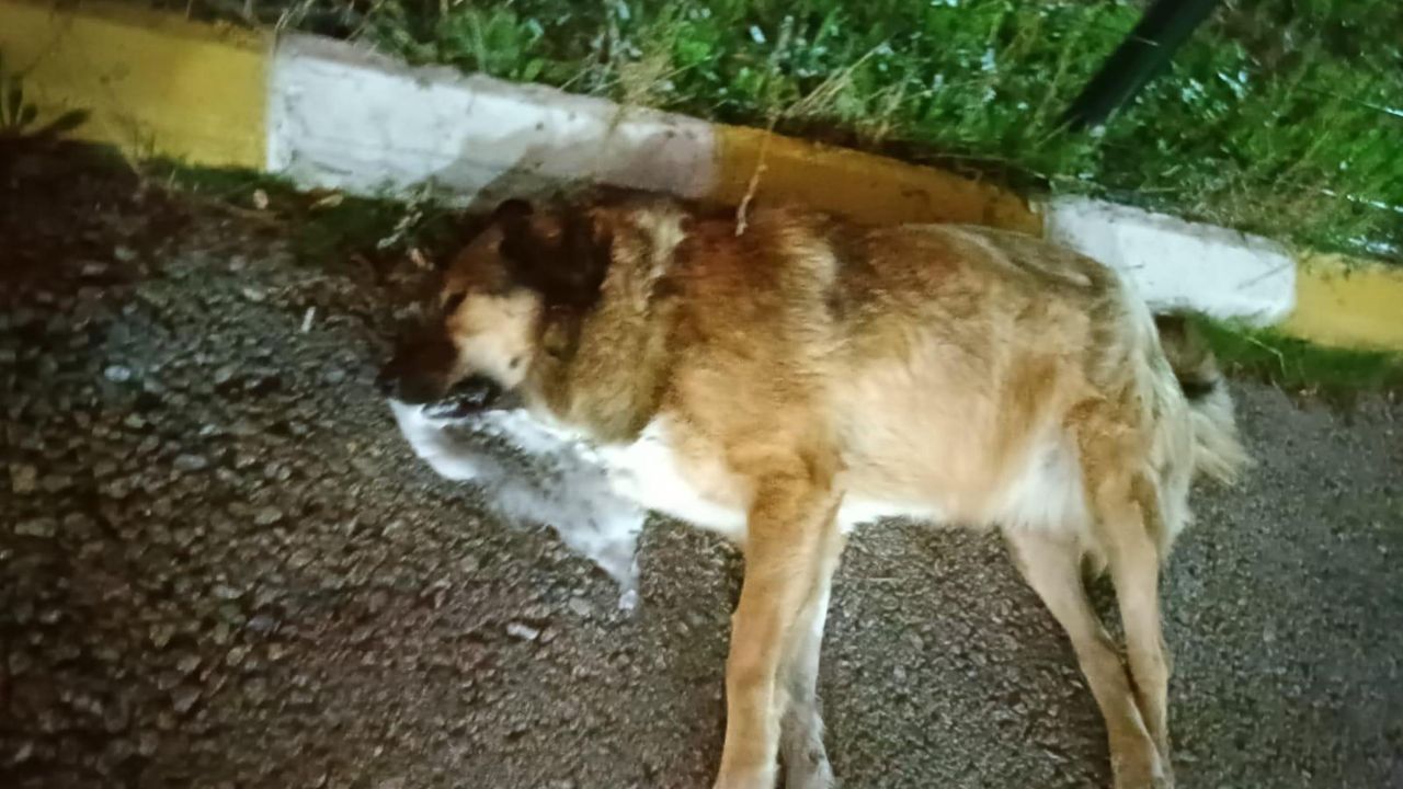 Çiğli’de 13 köpeği zehirlediler; 11'i öldü