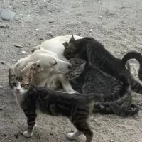 GÜNCEL