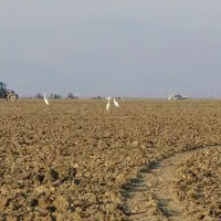 GÜNCEL