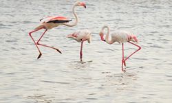 İzmir Kuş Cenneti'nde binlerce flamingo yumurtadan çıktı