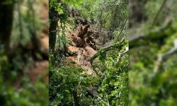 Muğla'da turistlerin üzerine ağaç devrildi: 1 ölü, 2 yaralı