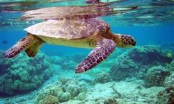 İklim deniz kaplumbağalarını vurdu