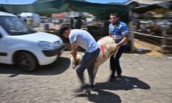 İzmir'deki hayvan pazarlarında kurban pazarlıkları devam ediyor