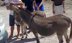 Muğla'da trafikte 'yaban eşeği' tehlikesi