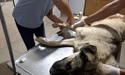 Manisa'da hayvanseverin beslediği köpeğe tüfekle ateş açıp öldürdü