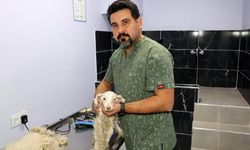 Barınak kapısına bağlanarak terk edilen yaralı köpek, tedaviye alındı