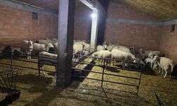 Afyonkarahisar'da 70'e yakın küçükbaş çalan çoban yakalandı