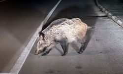 Bodrum'da aç kalan yaban domuzları şehre indi