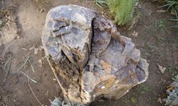 Uşak'ta 10 ila 16 milyon yıllık olduğu belirlenen 2 ağaç fosili bulundu