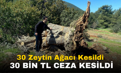 Bodrum'da 30 Zeytin Ağacı Kesilmesi Üzerine 30 Bin Lira Ceza Uygulandı