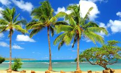 Tropiklerin gözdesi palmiye ağacı nerede ve nasıl yetişir?