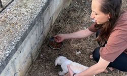 Köyceğiz'de kafası tellerine sıkışan yavru köpek kurtarıldı!