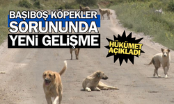 AK Partili vekilden başıboş köpeklerle ilgili detaylı açıklama!