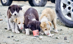Şanlıurfa’da köpeklerin toplanarak öldürüldüğü iddiası