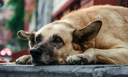 İzmir'de başıboş köpekler konusunda neler yapıldı?
