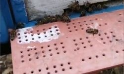 Çanakkale'de binlerce arı telef oldu | Katliam iddiaları...