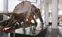 210 milyon yıllık yeni dinozor türü keşfedildi!