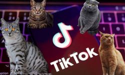 Kediler TikTok'ta milyonları eğlendiriyor | İşte en popüler 5 kedi videosu!