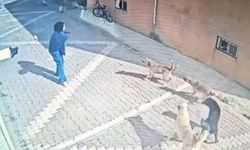 Konya'da kız öğrenciye köpek saldırdı! O anlar güvenlik kamerasında...