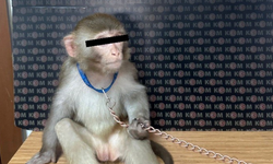 Hayvan Ticaretine Darbe | Kaçak Maymun Tutuklandı
