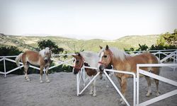 İzmir'de at çiftliklerinin eşsiz atmosferinde doğayla iç içe anlar yaşayın!