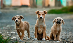 İstanbul Valiliği açıkladı: Sokak köpeklerini kontrolsüz beslemek yasaklandı