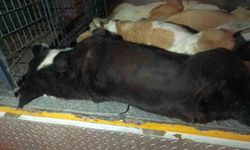 Urla'da insanlık suçu | 10 köpek zehirlenerek öldürüldü!