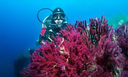 Nesli tehlikede olan mercanlar görüntülendi