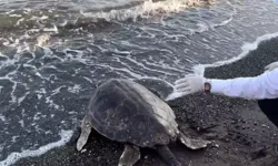 Tedavisi tamamlanan iki caretta caretta denize bırakıldı