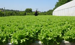 Topraksız tarımın faydaları! 26 günde salatalık 30 günde marul