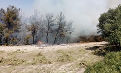 Denizli'de orman yangınına müdahale ediliyor