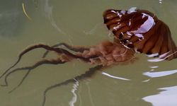 Mudanya'da zehirli kahverengi denizanaları endişe yarattı