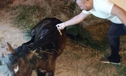 Manisa'da Yılkı Atı'na acil müdahale