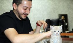 Çankırı'da iş yerinde doğan kedi yavrularına çalışanlar bakıyor