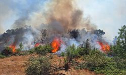 GÜNCELLEME - Bingöl'ün 2 ilçesinde çıkan orman yangınları söndürüldü