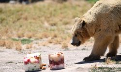 Kayseri'de hayvanat bahçesinin sakinleri kavurucu sıcaklarda meyve kokteyli ile serinliyor