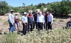 Kekik üretiminin merkezi Denizli'de hasat mesaisi erken başladı