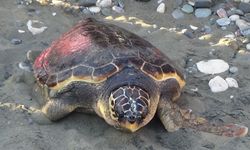 Mersin'de tedavisi tamamlanan kaplumbağa denize bırakıldı