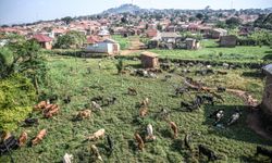 Sadece İnsan Derneği, Uganda'da Kurban Bayramı hazırlıklarını tamamladı