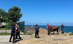 Zonguldak'ta kesime getirildiği sırada denize kaçan boğayı itfaiye ekipleri yakaladı