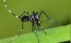 Milas’ta istilacı sivri sineklere karşı mücadele