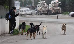 Saldırgan ve başıboş köpek sorunu nasıl çözülecek? AK Parti'den açıklama geldi