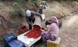 12. Bayındır Balcılar Kiraz Festivali çok yakında!