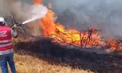Yangında orman ve tarım alanları kül oldu