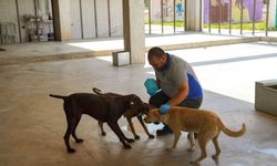 İzmir'de 500 köpek barınaklardan sahiplendirildi