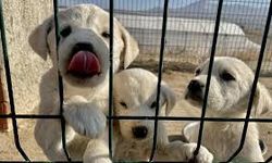 ABD’de köpek sahiplerine özel kulüp açıldı