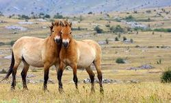 200 yıllık hasret sona erdi | Prezewalski atları Kazak bozkırlarına geri döndü