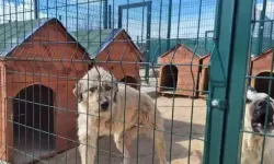 Sondakika | Şanlıurfa'dan Ankara'ya taşınan köpekler olayında tutuklama